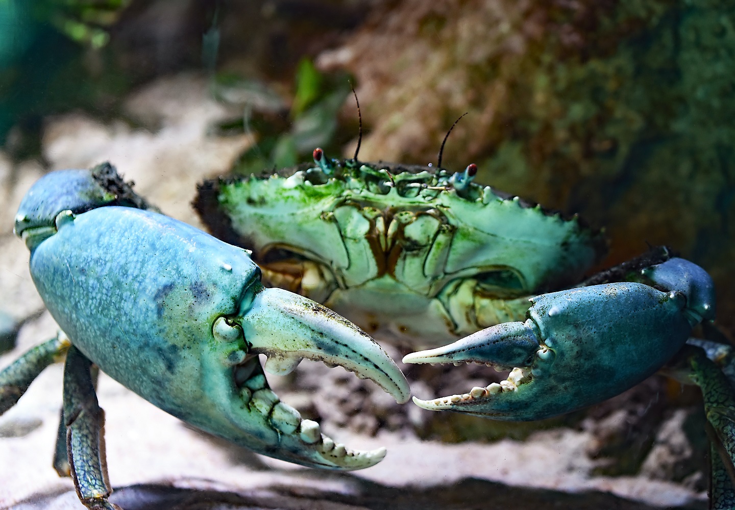 cangrejo azul manglares blue crab