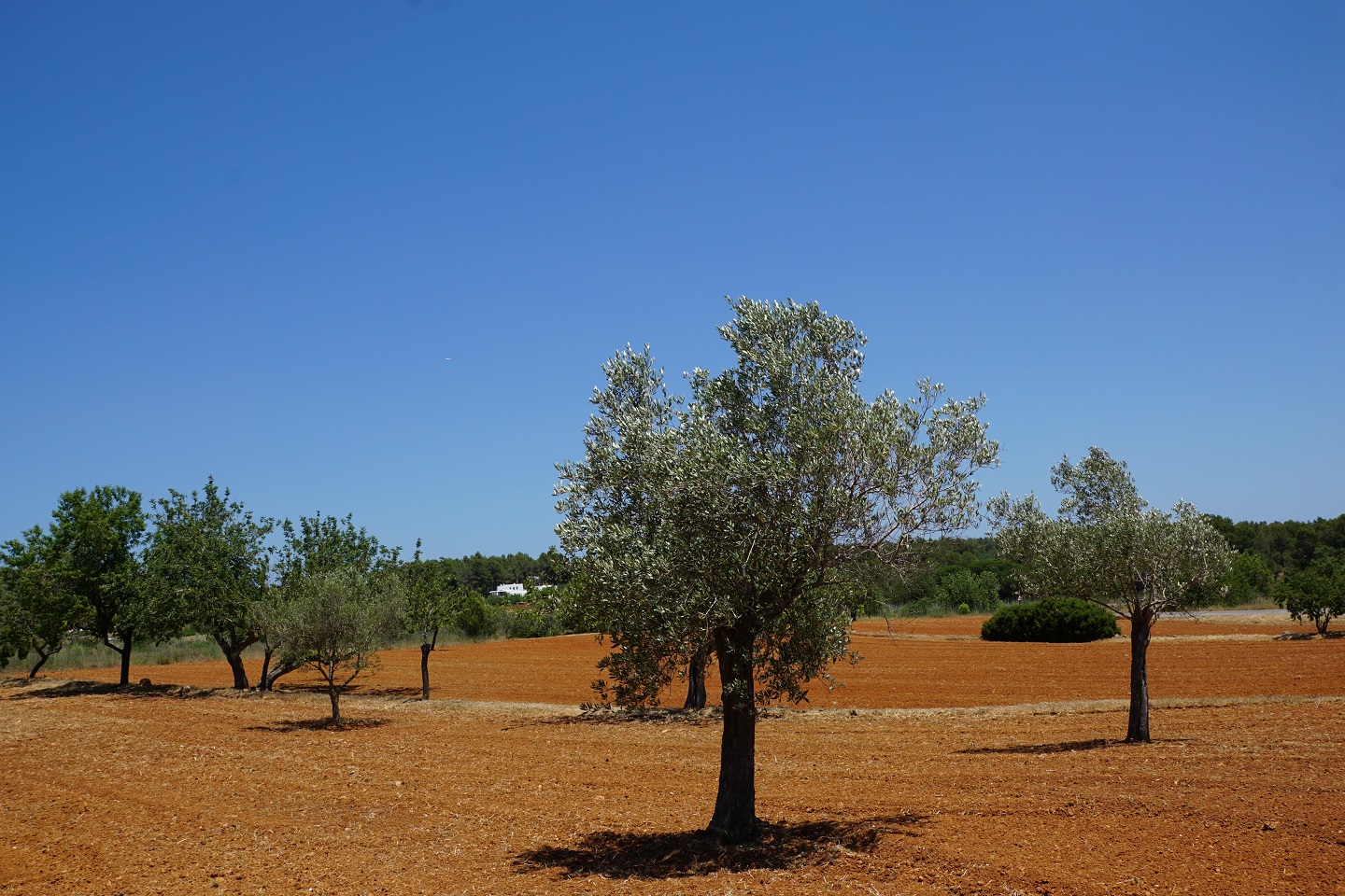 olive plantation plantacion olivos