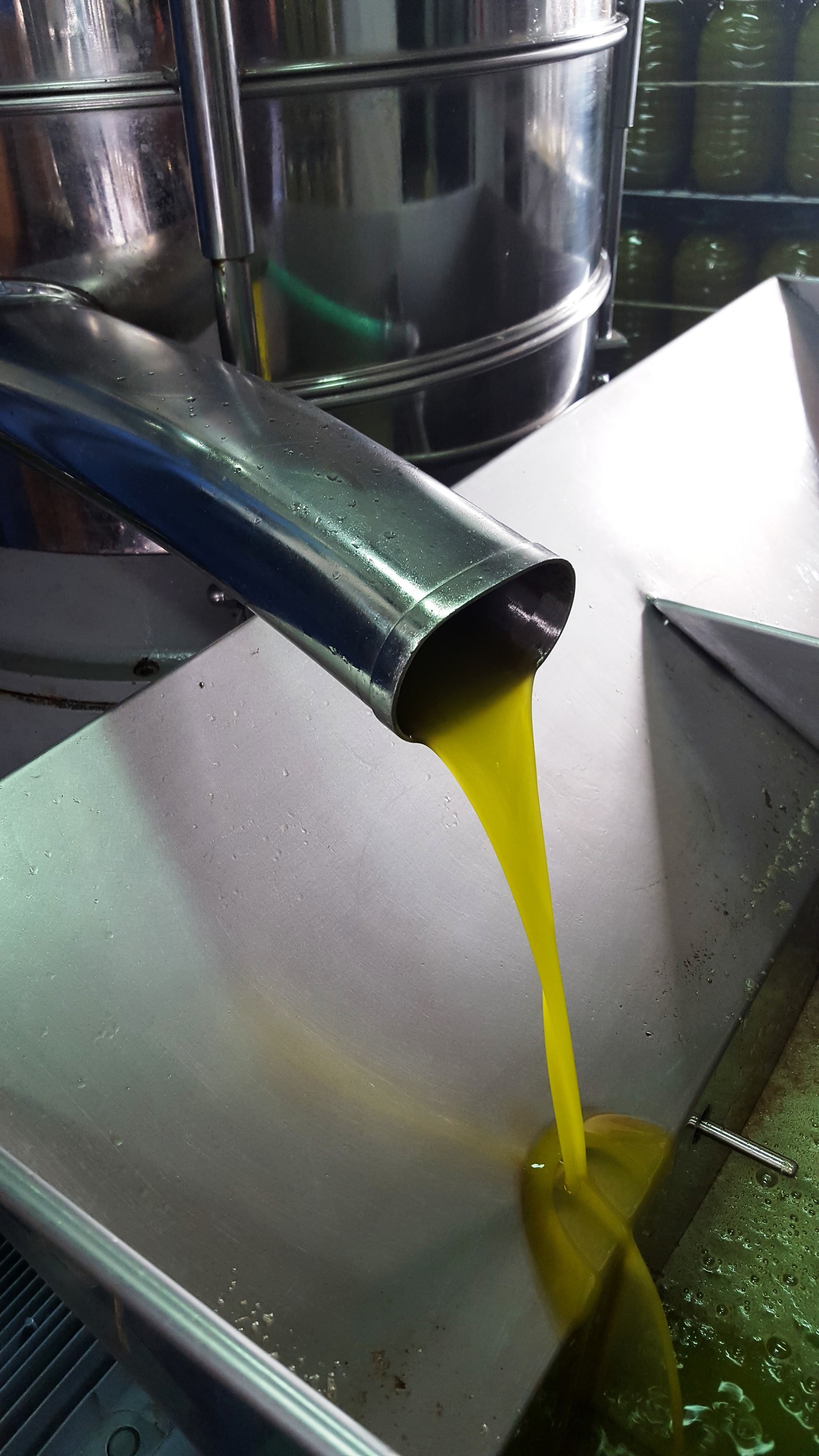 aceite oliva escurriendo producción olive oil pour production
