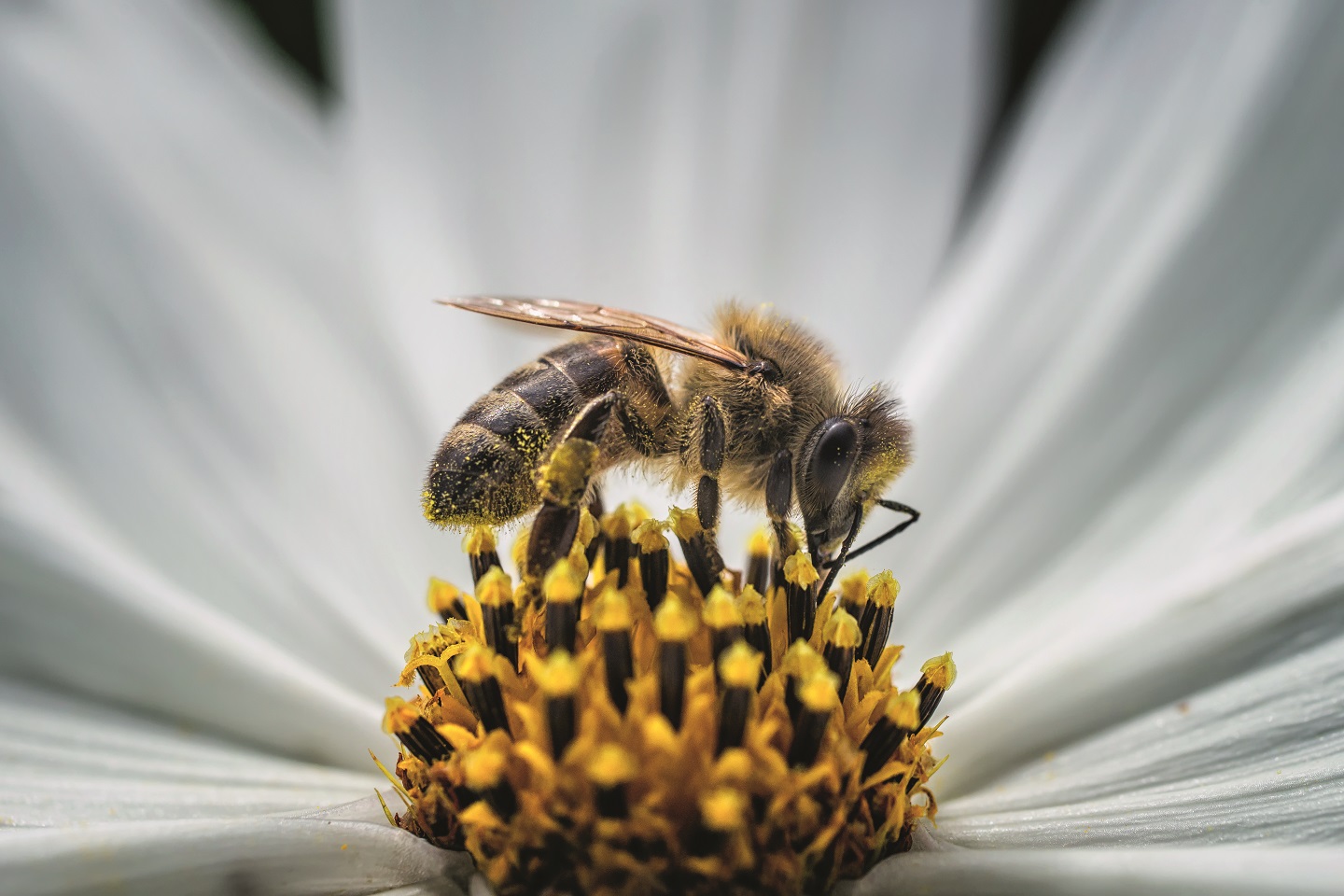 guerlain bees abeja