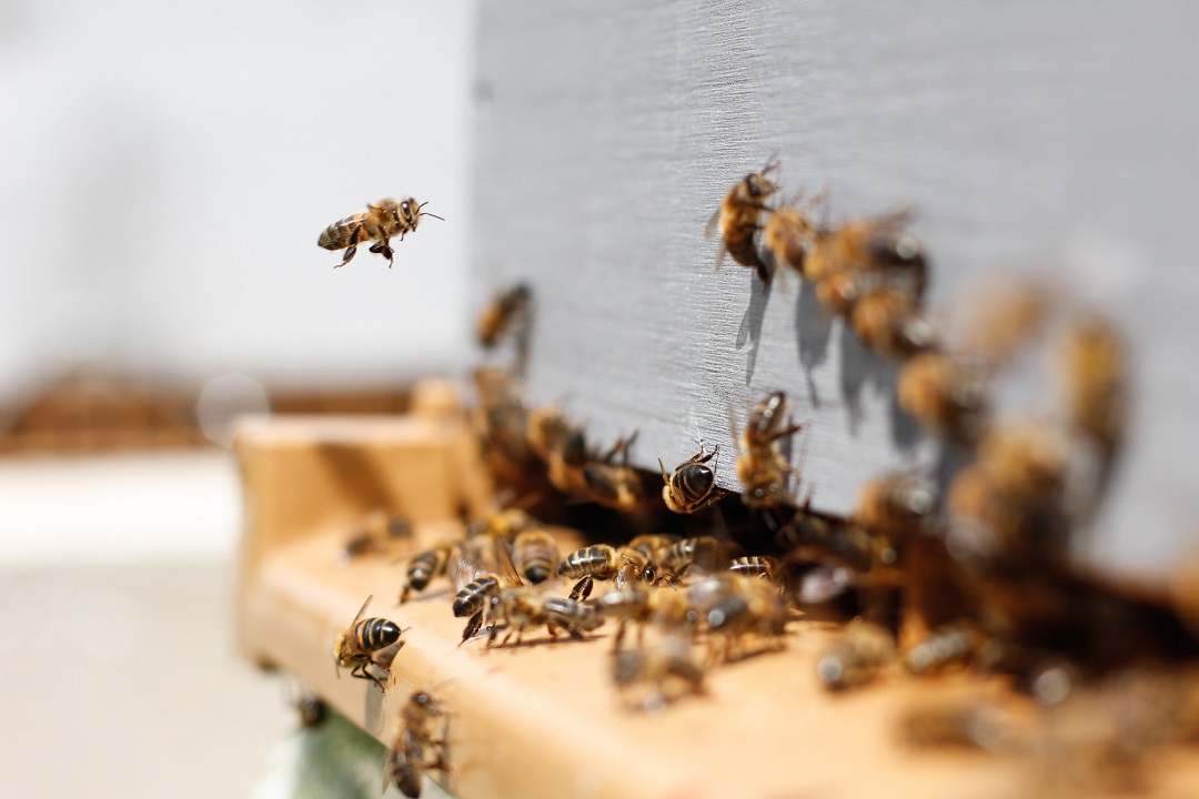 abejas colmena panal miel