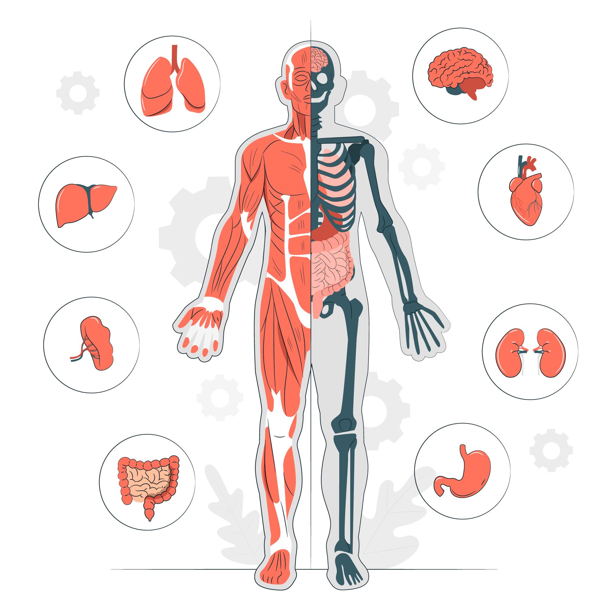 ilustración del concepto de anatomía del cuerpo