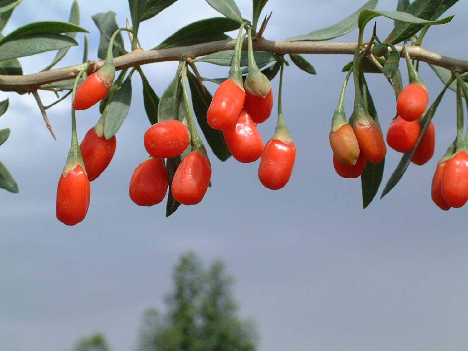 bayas de goji