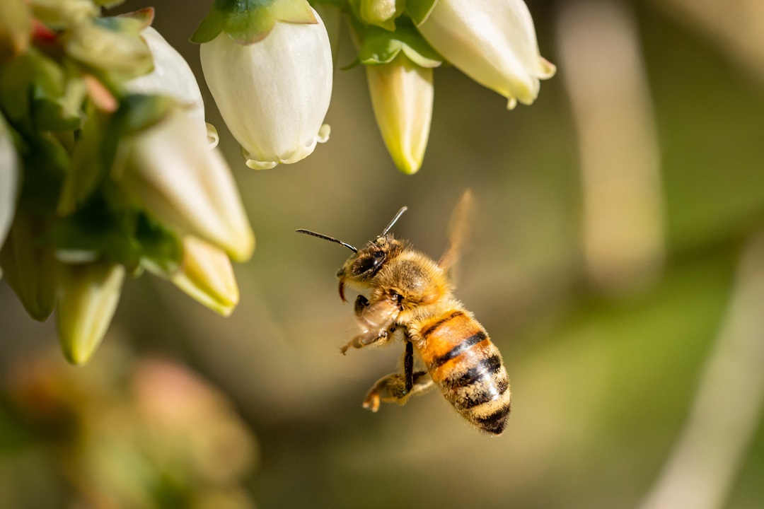 abeja flores polinización polinizar
